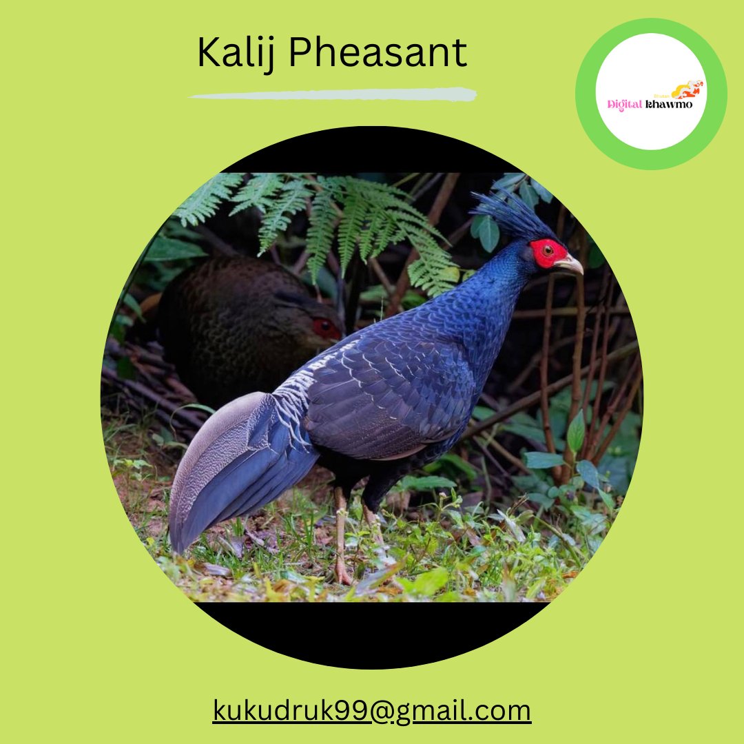 DrukpaKhawmo's tweet image. A distinctive pheasant with bare red facial skin, a backward-pointing crest, and a vertically compressed tail. The males are iridescent black and silver. Females are grayish-brown.
.
.
.
.
.
.
.
.
.
.
#pheasant #kalijpheasant #birds #birdsofinstagram #birder #birdlovers