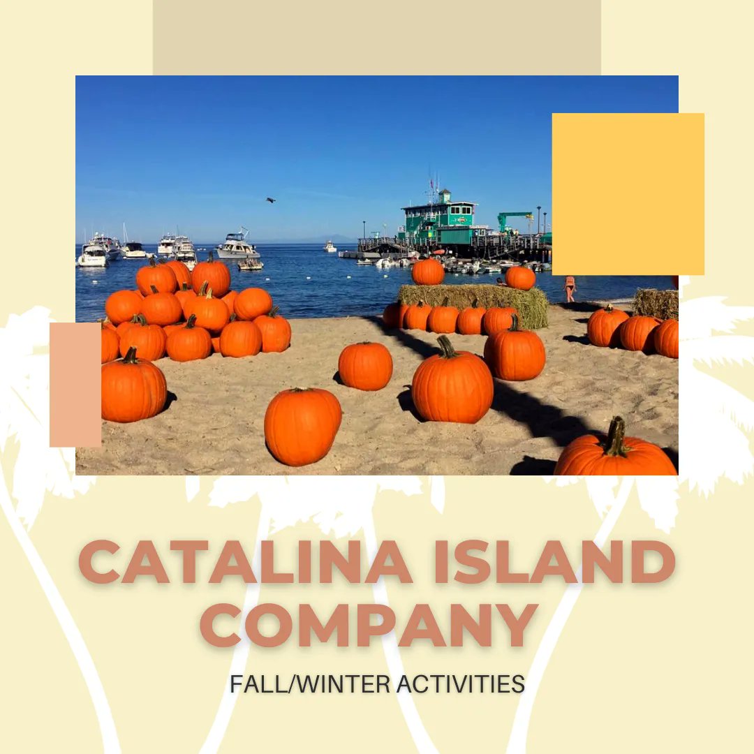 ACEBSA_LA's tweet photo. #CatalinaIsland is the place to be for all your upcoming #Halloween and fall/winter holiday fun! 👻🏝 See what fun is in store through exclusive #FunEx + #ACEBSA deals with the #CatalinaIslandCompany: https://t.co/s5YYbEFqkN
#ACEBSADeals #AvaloneTheater #AvalonFallCarnival https://t.co/IaZEL1nhKt