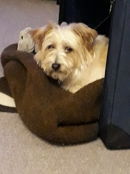 millypod1's tweet photo. 🆘16 OCT 2022 #Lost ESME #ScanMe #Tagged
Very Nervous White /Brown Terrier Cross Female
#Skelton #York #NorthYorkshire #Yorkshire #YO30
SIGHTINGS PLZ ☎️07887896143/ 07731832462
https://t.co/aLmkA6VuXP https://t.co/B6XuoEBGYZ