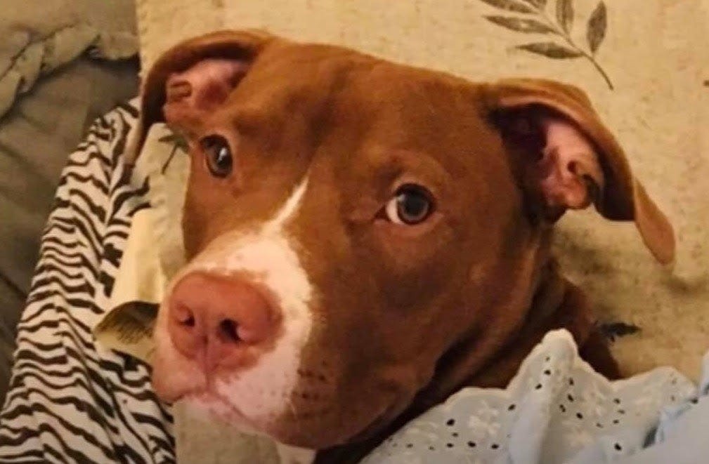 nwinograd's tweet photo. Yesterday, a preliminary hearing was held against the (former) Philly pound worker charged with breaking a dog’s jaw. He now faces felony animal cruelty charges. Shelter managers who killed him knowing his family was on the way have not been charged: https://t.co/UR1ONbRkaQ https://t.co/vzD1lpgaCW