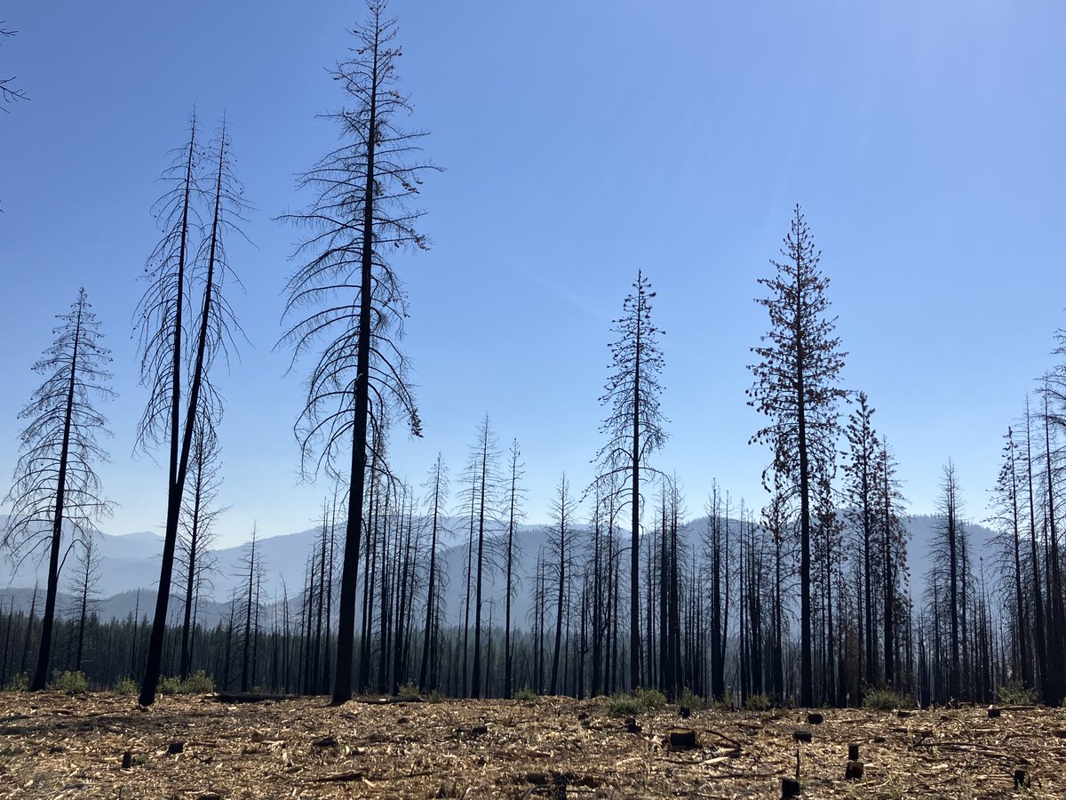 UCsierraforest's tweet photo. I'm decompressing, reflecting &amp; paying bills after the three post-fire field trip days to the #Dixiefire, #CaldorFire &amp; #Tamarackfire last week. Thanks to  Feather River RCD, El Dorado RCD, Alpine co., @HumboldtToiyabe, @cal_fire for leading us through post fire restoration work. https://t.co/nMyr9iEJ8q