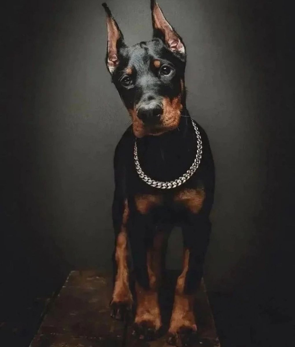 DogDeRue's tweet photo. 🖤 Cutie 📸 world_dobies bigolecupofboris 
.
dogderue⁣⁣ - Vêtements &amp; Accessoires pour chien⁣
.⁣⁣
#doberman #dobermaninstagram  #chien #dog #dogderue https://t.co/aMXErx0B88