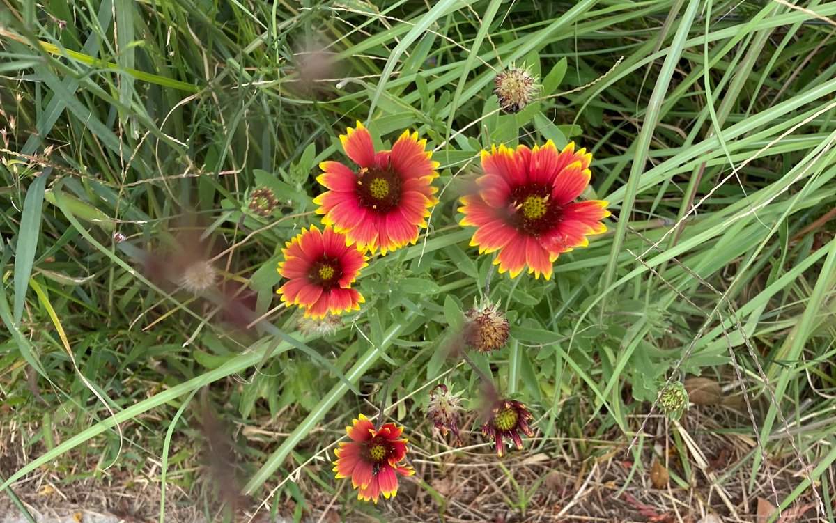 What I see when I run: Oklahoma's state wildflower, Indian Blanket, along the running path at 31st Street. #running