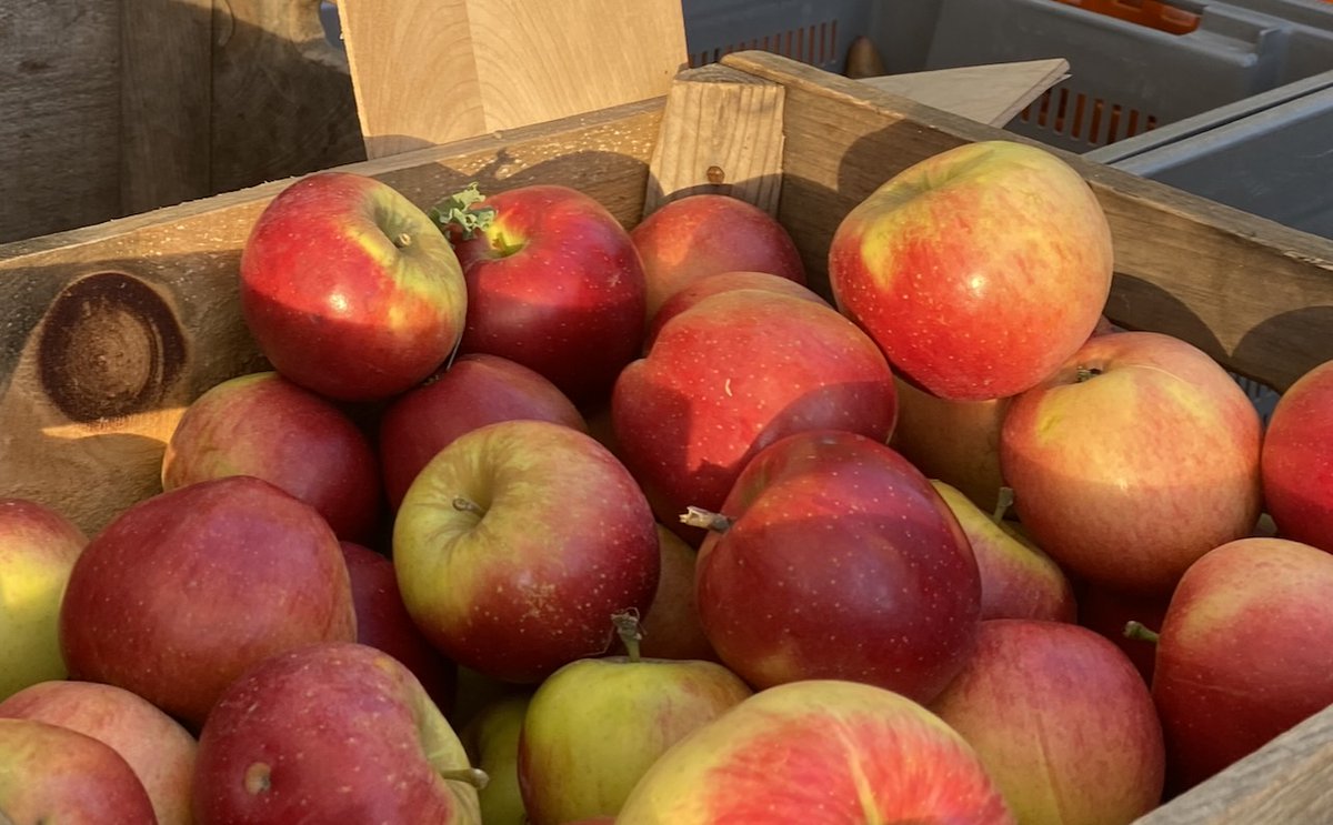 Belmont Farmers Mkt tweet media