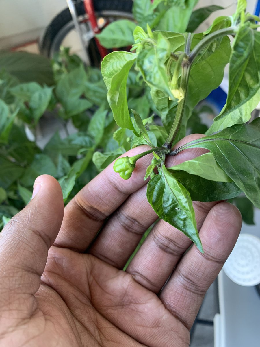 danjking3's tweet photo. Also my peppers finally coming in. #FarmerDan 👨🏿‍🌾 https://t.co/8HWX0IHZ2M