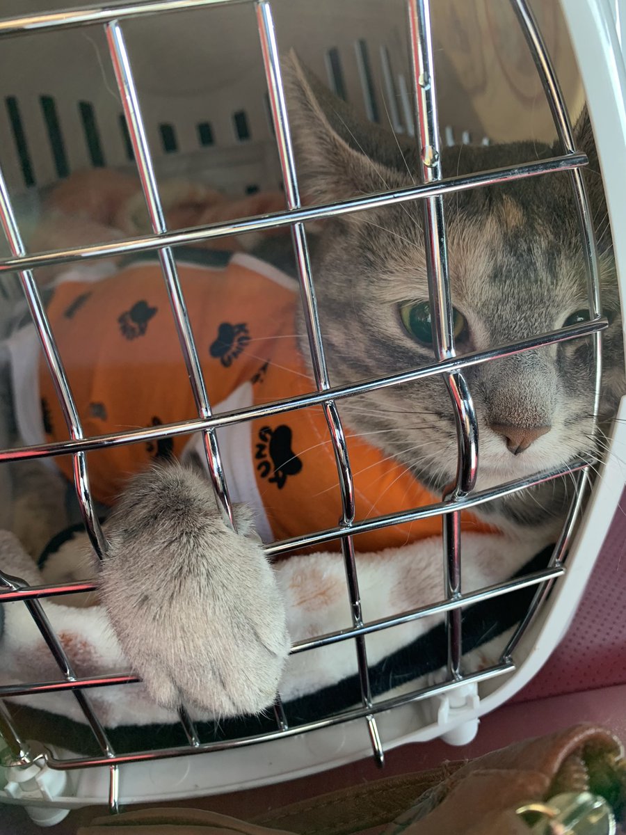 wWh000's tweet photo. not da pumpkin 🥺

i want to thank everyone who donos/subs/bitties, you helped pay for yukis surgery and get her the things she needs <33 https://t.co/Zknhi48nte