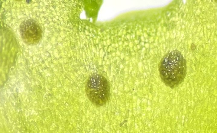 bellemare_jesse's tweet photo. So cool! Students in ⁦@smithcollege⁩ plant ecology class this AM observed nitrogen-fixing #Nostoc #cyanobacteria in the dark, circular ‘slime cavities’ of #hornwort #Anthoceros. Cavity is a low-oxygen space where bacterial #nitrogenase can fix N from air to share w/ plant! https://t.co/Bv8OgDys8A