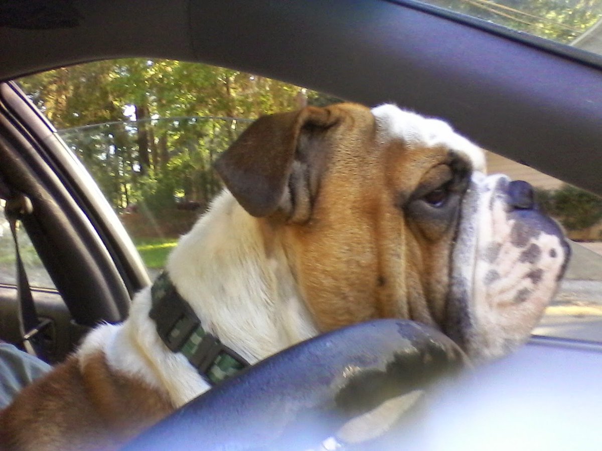 notsoyounggrunt's tweet photo. Somebody wants to drive.
#CaptMorgan #bulldog https://t.co/MnUU5b3Nk0
