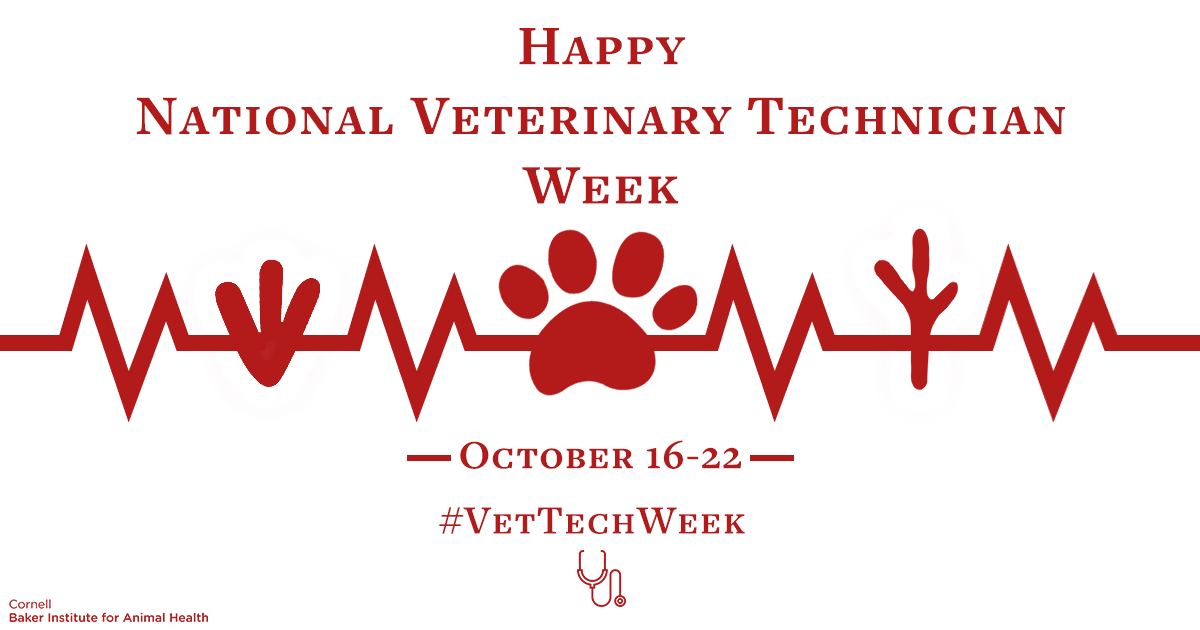 bakercornell's tweet photo. Happy National #VetTechWeek! The third week of October has been set aside to celebrate, recognize and promote the valuable contributions credentialed veterinary technicians make to the veterinary profession.  

Read more: https://t.co/LbW6nLi6pT https://t.co/qBWcHu3QrQ