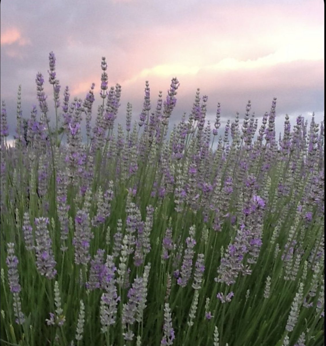fairyytaleswift's tweet photo. A thread of how I view the #TSmidnighTS tracks, aesthetically. 

Track 1 
‘Lavender Haze’ https://t.co/XUK8N44FIk