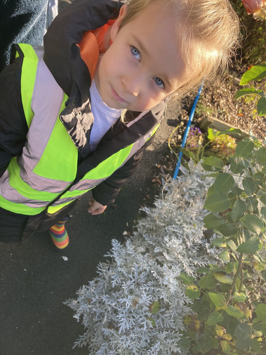 WlpsYear2's tweet image. 2H found some interesting plant life they wished to remain protected and thought about ways we could reduce pollution and encourage seed dispersal. #environmetalexperts #localarea #protectplants #localwalk #allotments