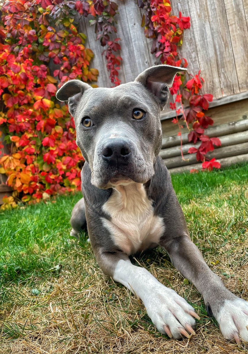 Luci the Pittie🐾 tweet media