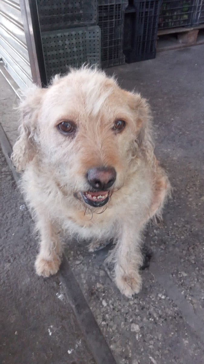 callejeritosDLV's tweet photo. Shakira anoche partió en el sueño, llevabas años en la #vegacentral, 14, 15 o más ya no recordamos, eras unas de las perritas de don Julio. Solo decir que los ángeles no siempre se parecen a los humanos; a veces son de 4 patas y hoy sé que eres uno de ellos hermosa https://t.co/dAHvhvR7ee