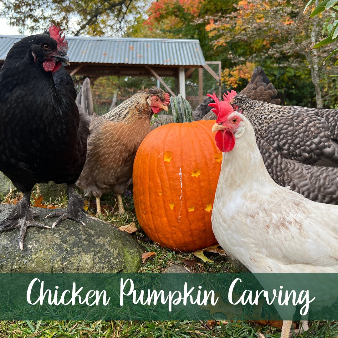MeyerHatchery's tweet photo. Don't let your flock miss out on this CRAZE and you won't have to get your hands dirty this Halloween. Flock 'carved' pumpkins are highly beneficial for your birds. See how to help them get started and be sure to share your creations with #meyerhatchery 
https://t.co/uotsaGR9ts https://t.co/iOu2eWuWFV