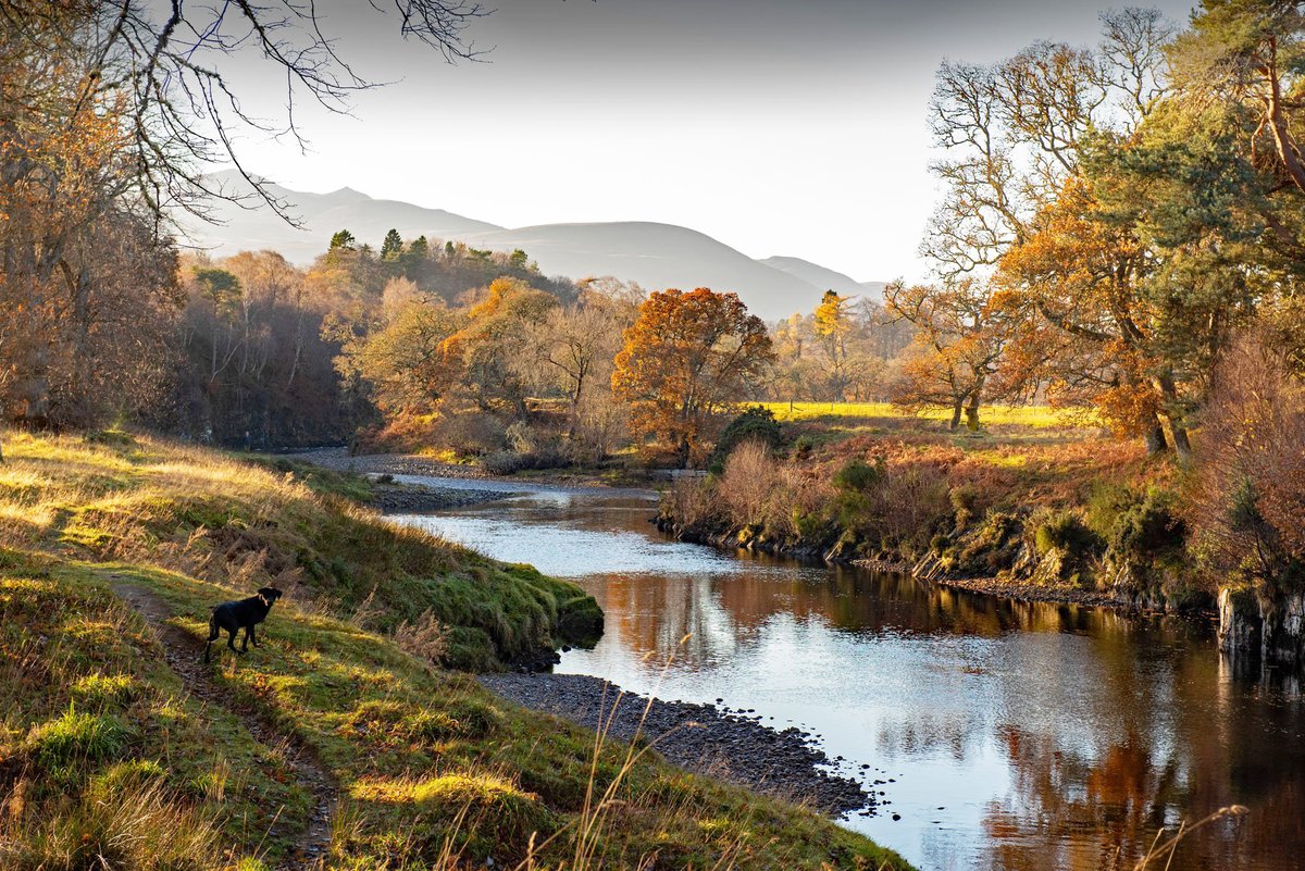 "The best laid schemes of mice &amp; men.."
..To quote the Bard. My plans for days off outdoors were kyboshed by my back going into severe spasm. Instead, I'm bed-ridden! Hey ho. Hopefully, normal service will be resumed soon. The pup &amp; I hope your week is being kind to you.
🐾👣😊