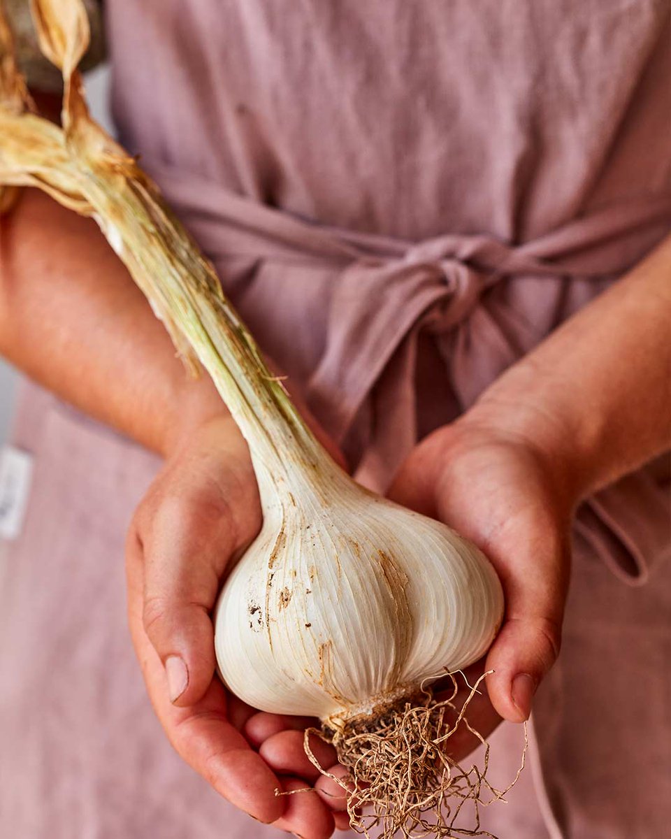 Elephant garlic prefers a long, cool growing season and is best planted in early fall. You'll harvest enormous bulbs that are up to 4' wide and 3' long! Delicious mild flavor. bit.ly/3yD5Cr1