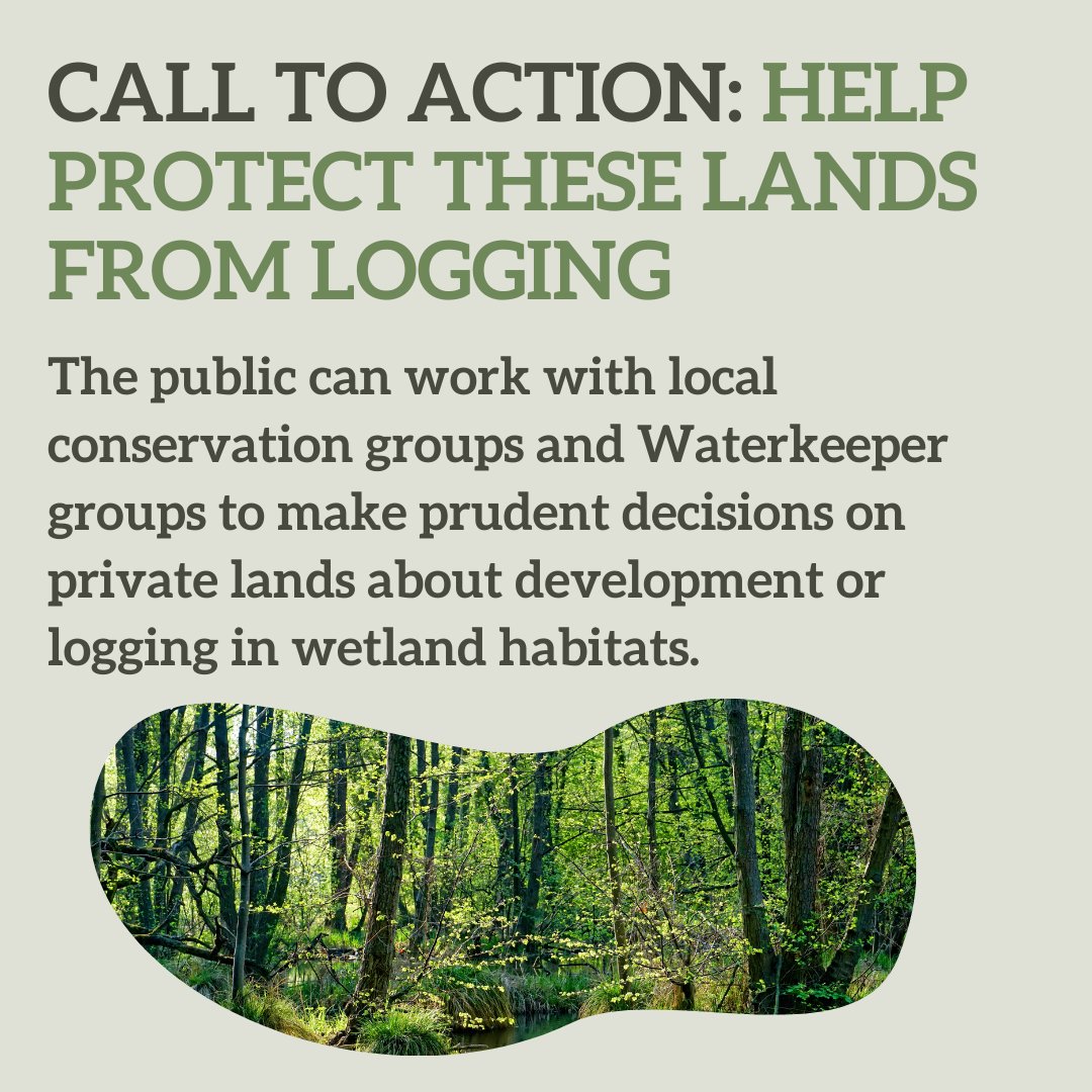 South Carolina needs regulations for freshwater wetlands! Keep these valuable systems healthy and protected!