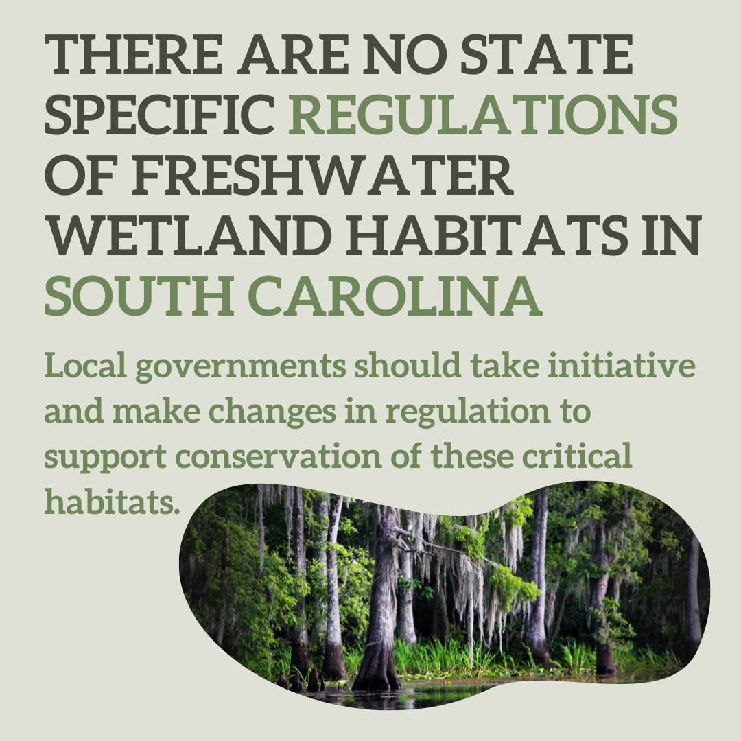 WaterkeepersNC's tweet photo. South Carolina needs regulations for freshwater wetlands! Keep these valuable systems healthy and protected! https://t.co/HRYHEXY4E7