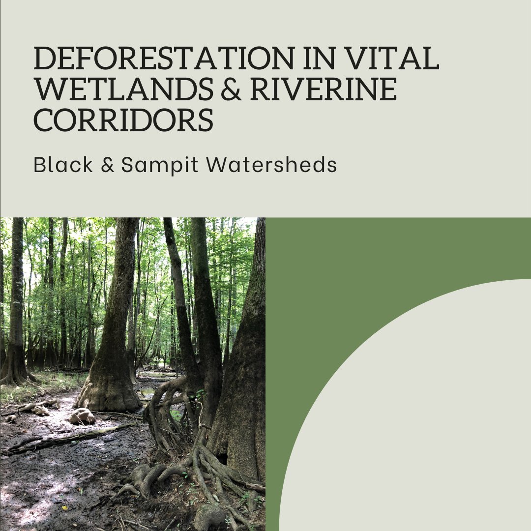 WaterkeepersNC's tweet photo. South Carolina needs regulations for freshwater wetlands! Keep these valuable systems healthy and protected! https://t.co/HRYHEXY4E7