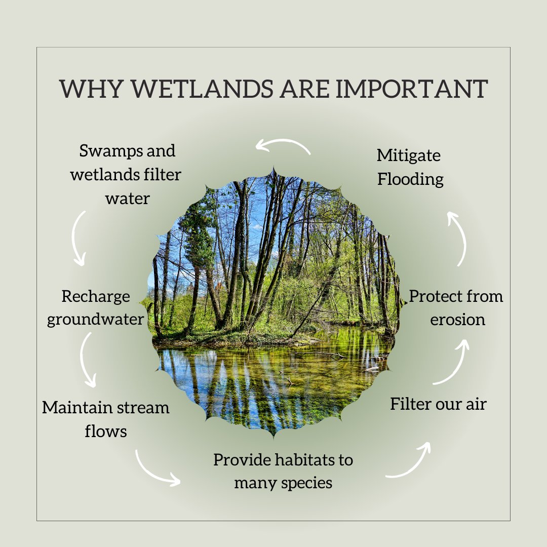 WaterkeepersNC's tweet photo. South Carolina needs regulations for freshwater wetlands! Keep these valuable systems healthy and protected! https://t.co/HRYHEXY4E7