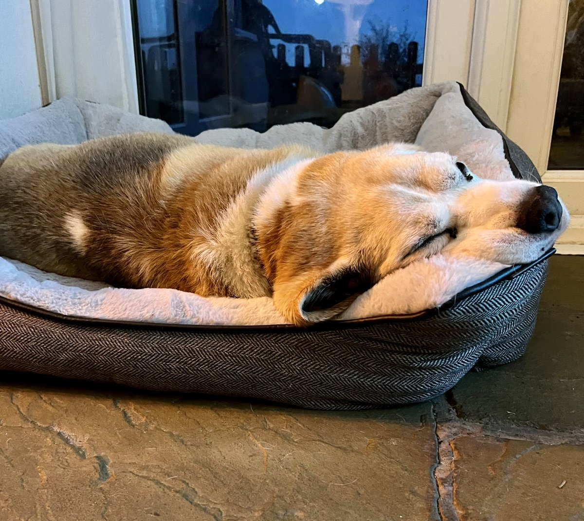 Happy new bed day 😴😴