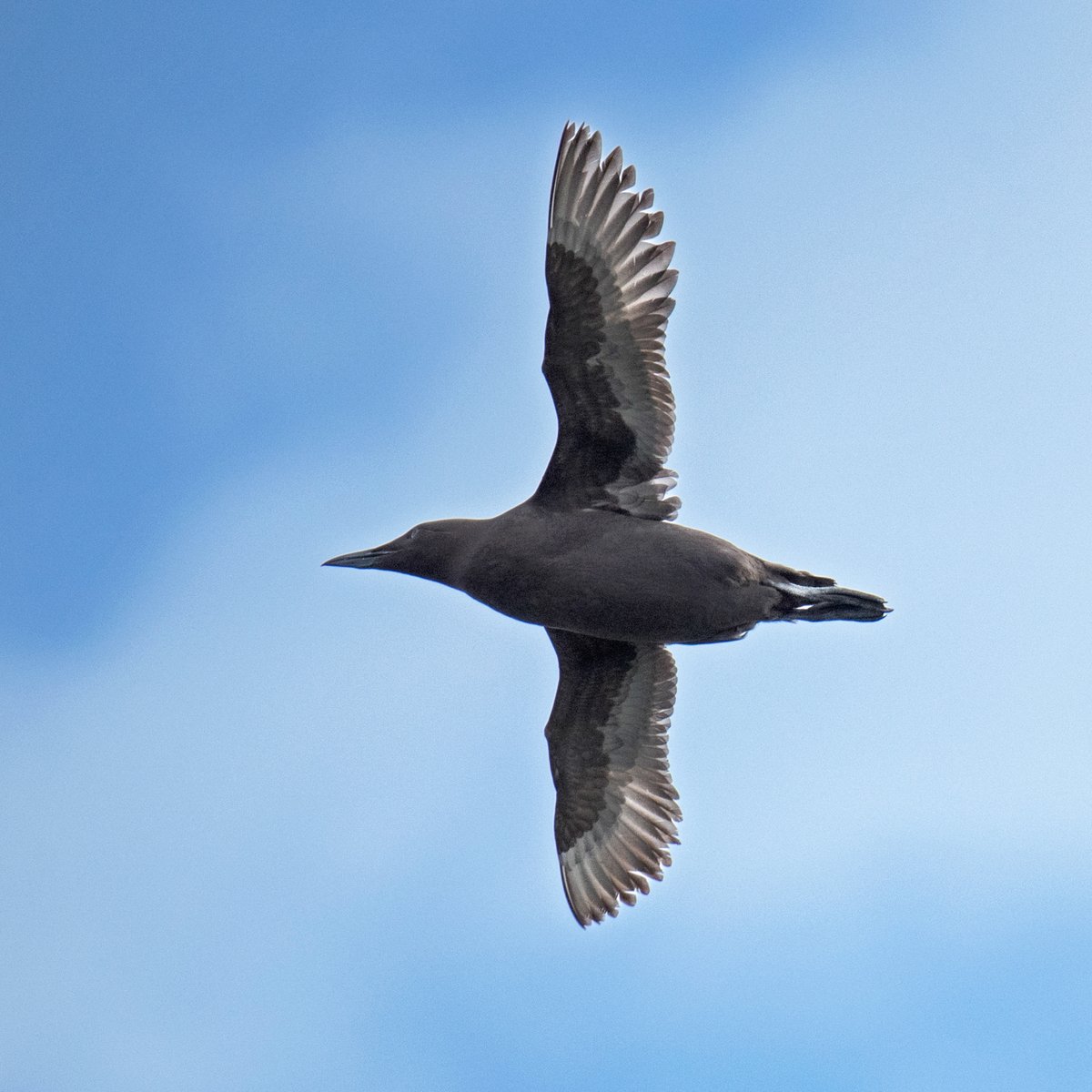 Any guesses on what kind of bird this is? Seen recently in Kachemak Bay, Alaska. It's a melanistic common murre seen from 2017 to 2021 near Homer Alaska. Read more at marineornithology.org/PDF/50_2/50_2_… #alaskabirding #birdsoftwitter