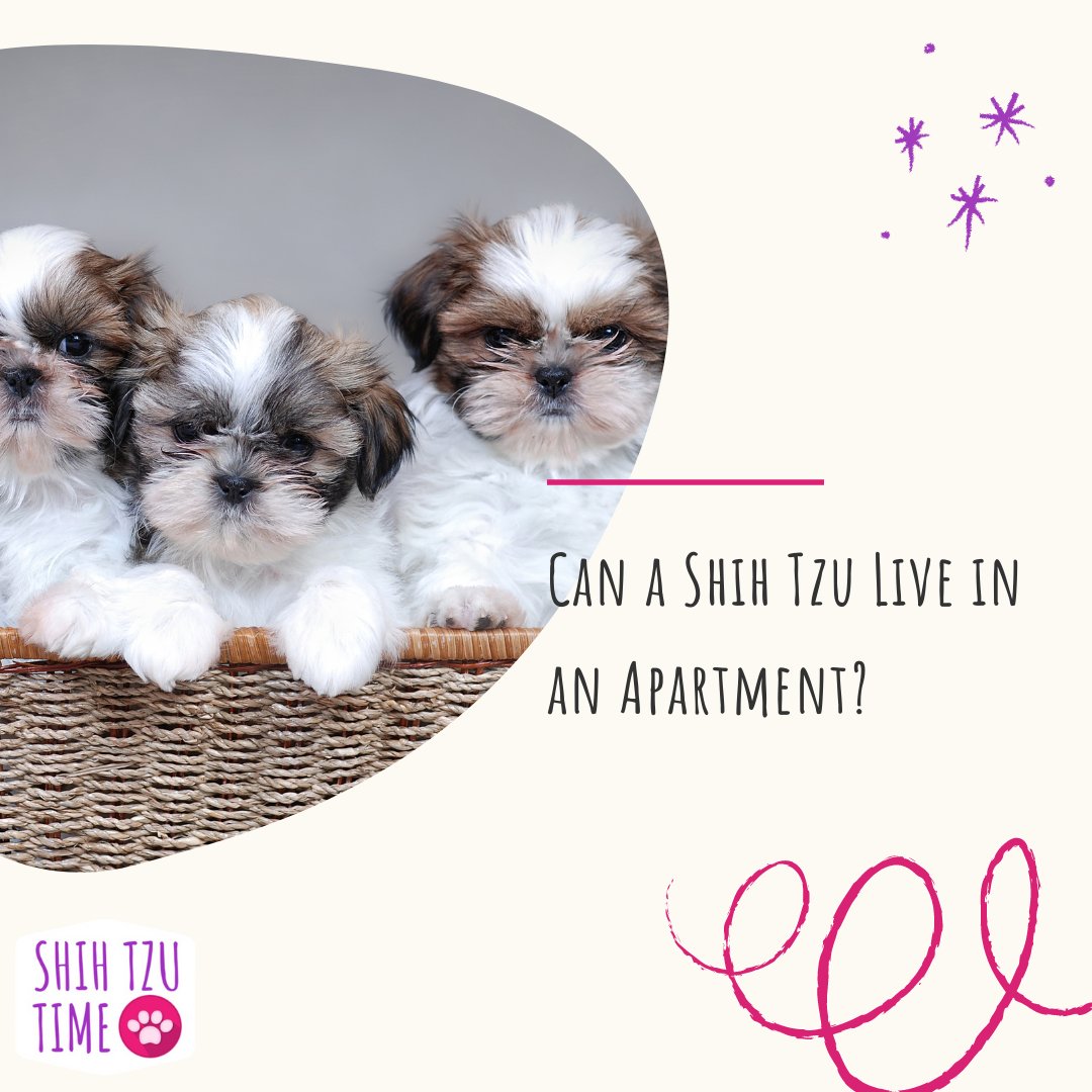 ShihTzuTime's tweet photo. Not only are the Shih Tzu easy-going dog, but they are also blessed with great coping skills. This is why the conditions of living in an apartment with a Shih Tzu. Read more: https://t.co/uliDuIDnfH

#shihtzutime #shihtzu #shihtzutips #shihtzu #shihtzuworld #shihtzudaily https://t.co/mBbc3HYcZg