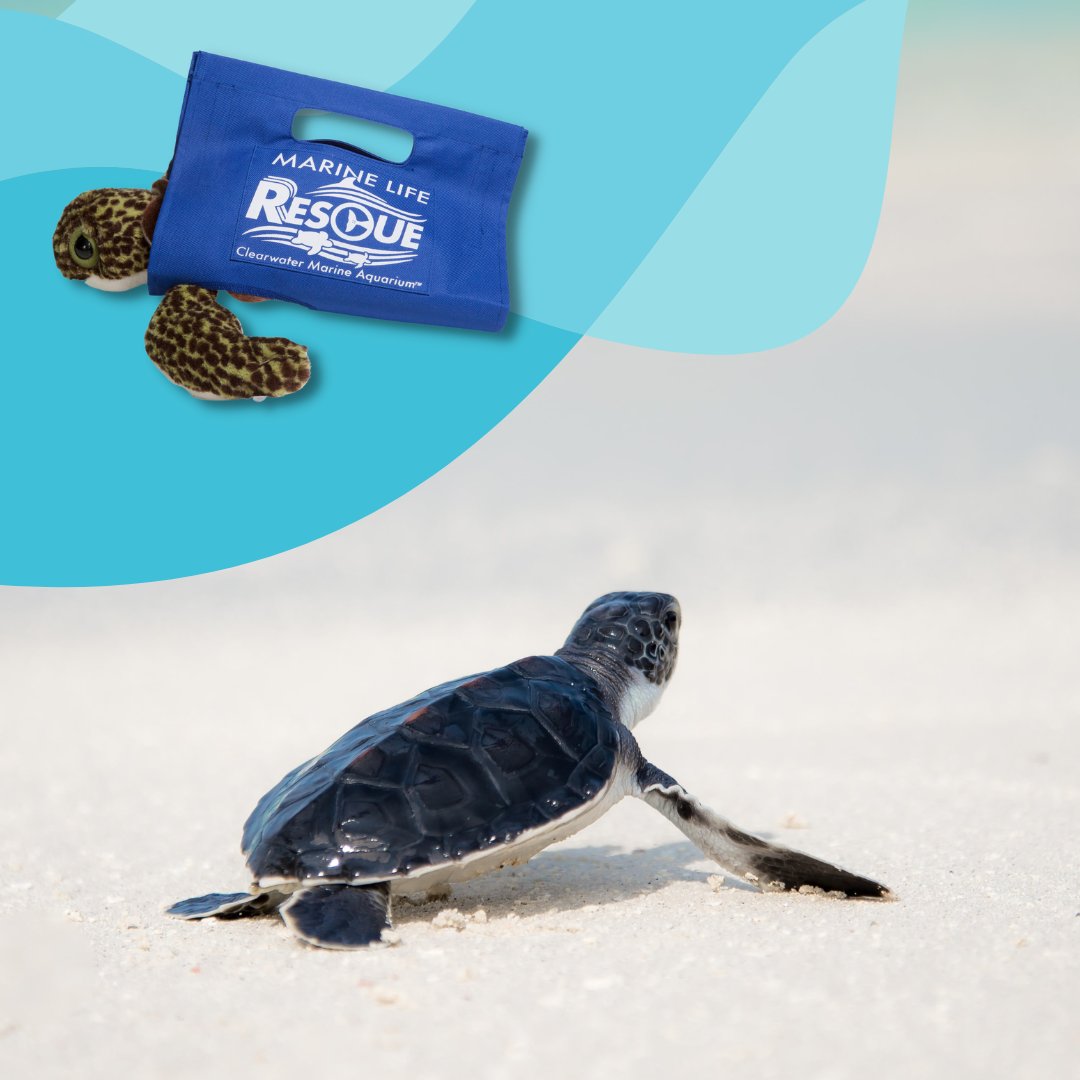 MLRProject's tweet image. Treat your future marine biologist to a Sea Turtle Plush in a Rescue Stretcher! fal.cn/3sQ7B