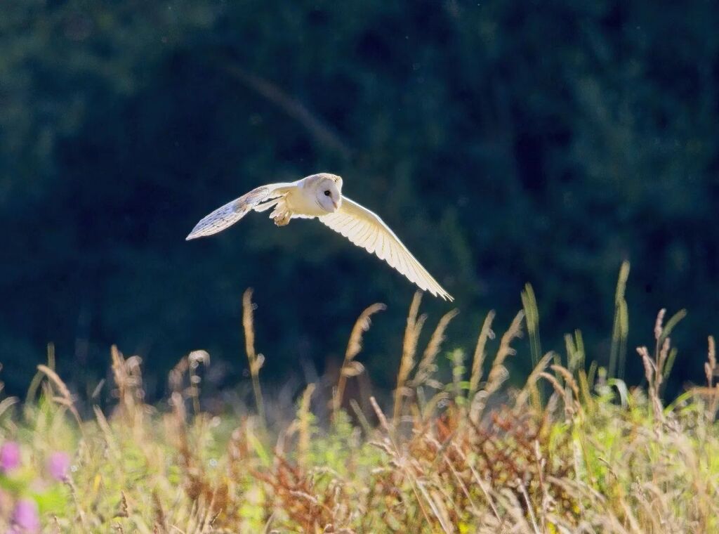 Barn Owl surveying a field alongside the river Otter a few months ago.
.
.
.
.
#barnowl #owlsofinstagram #ukwildlife #britishwildlifehub #britishbirds 
#feather_perfection #bird_lovers_daily⁠ #nuts_about_birds #1birdshot
#rspb_love_nature #birdfact #… instagr.am/p/Cj3MRjJqbJm/