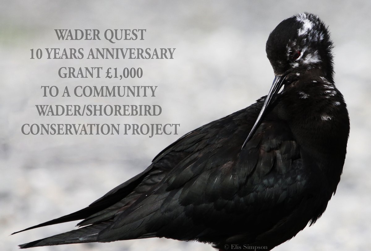 waderquest's tweet photo. Wader Quest Grants Fund
10th Anniversary grant of £1,000
Applications OPEN NOW,
closing date 30th November 2022.
Black Stilt © Elis Simpson
Be #inspired by #waders or #shorebirds
#charadriidae #limicolas
https://t.co/aUcwMlsy3Q https://t.co/l9dJJmCQsF