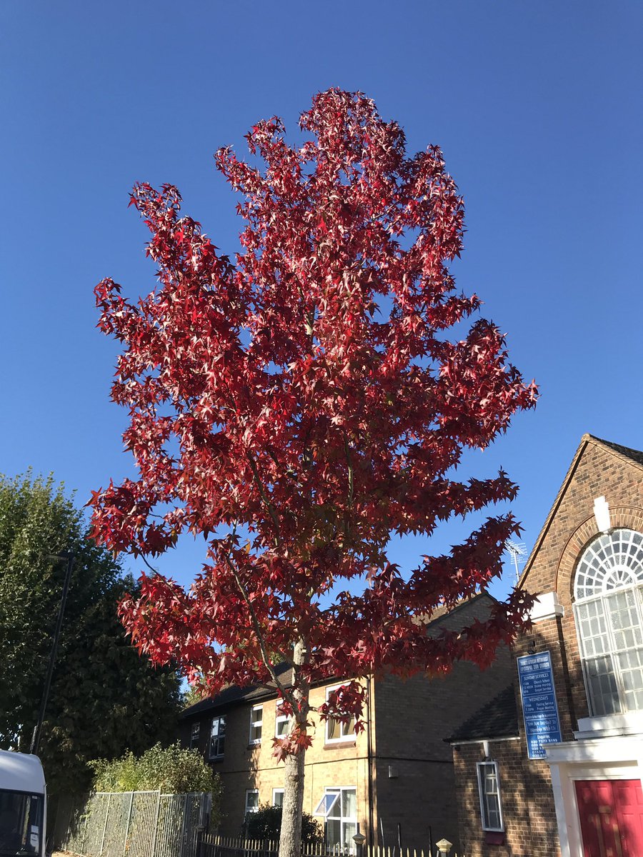 treeruss's tweet photo. Looks like it’s going to be a good year for #AutumnColours.
Sweet Gum
Kentucky Coffee Tree
Golden Ash
Raywood Ash
#TowerGardens #DownhillsPark #LordshipRec #LordshipRecreationGround #TottenhamTrees
#AutumnLeaves
#TreeColour
#Autumnwatch
#HaringeyTrees
#TreeBeauty
#LeafColour https://t.co/bezXbJMARq