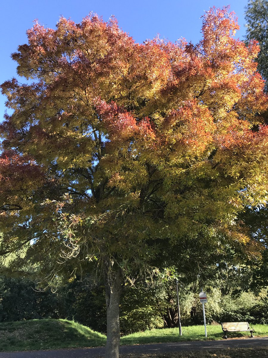 treeruss's tweet photo. Looks like it’s going to be a good year for #AutumnColours.
Sweet Gum
Kentucky Coffee Tree
Golden Ash
Raywood Ash
#TowerGardens #DownhillsPark #LordshipRec #LordshipRecreationGround #TottenhamTrees
#AutumnLeaves
#TreeColour
#Autumnwatch
#HaringeyTrees
#TreeBeauty
#LeafColour https://t.co/bezXbJMARq