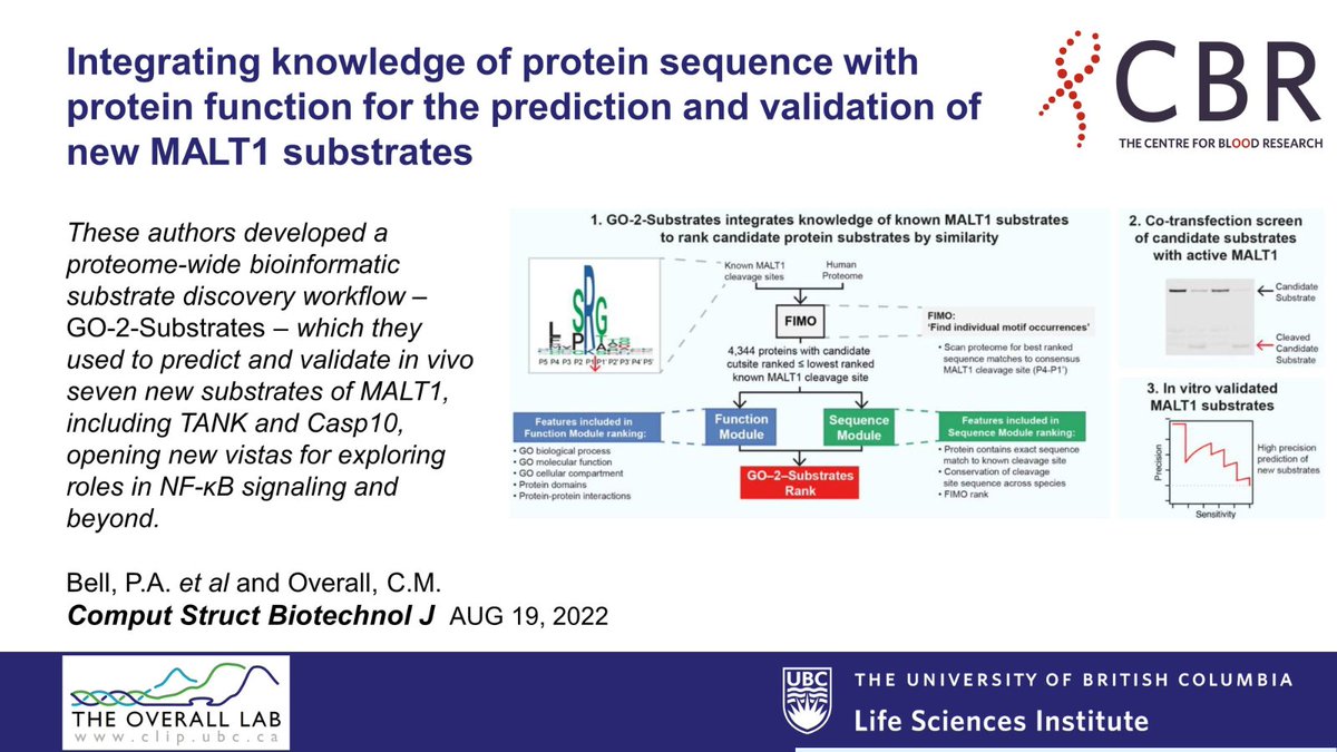 ubclifesciences's tweet image. LSI Paper of the Day☀️

Using a proteome-wide #bioinformatic substrate discovery workflow, @CBR_UBC's Dr. Chris Overall and colleagues integrated information about protein sequence and function, to predict and validate new #MALT1 substrates.

Read: bit.ly/3SgVmeZ