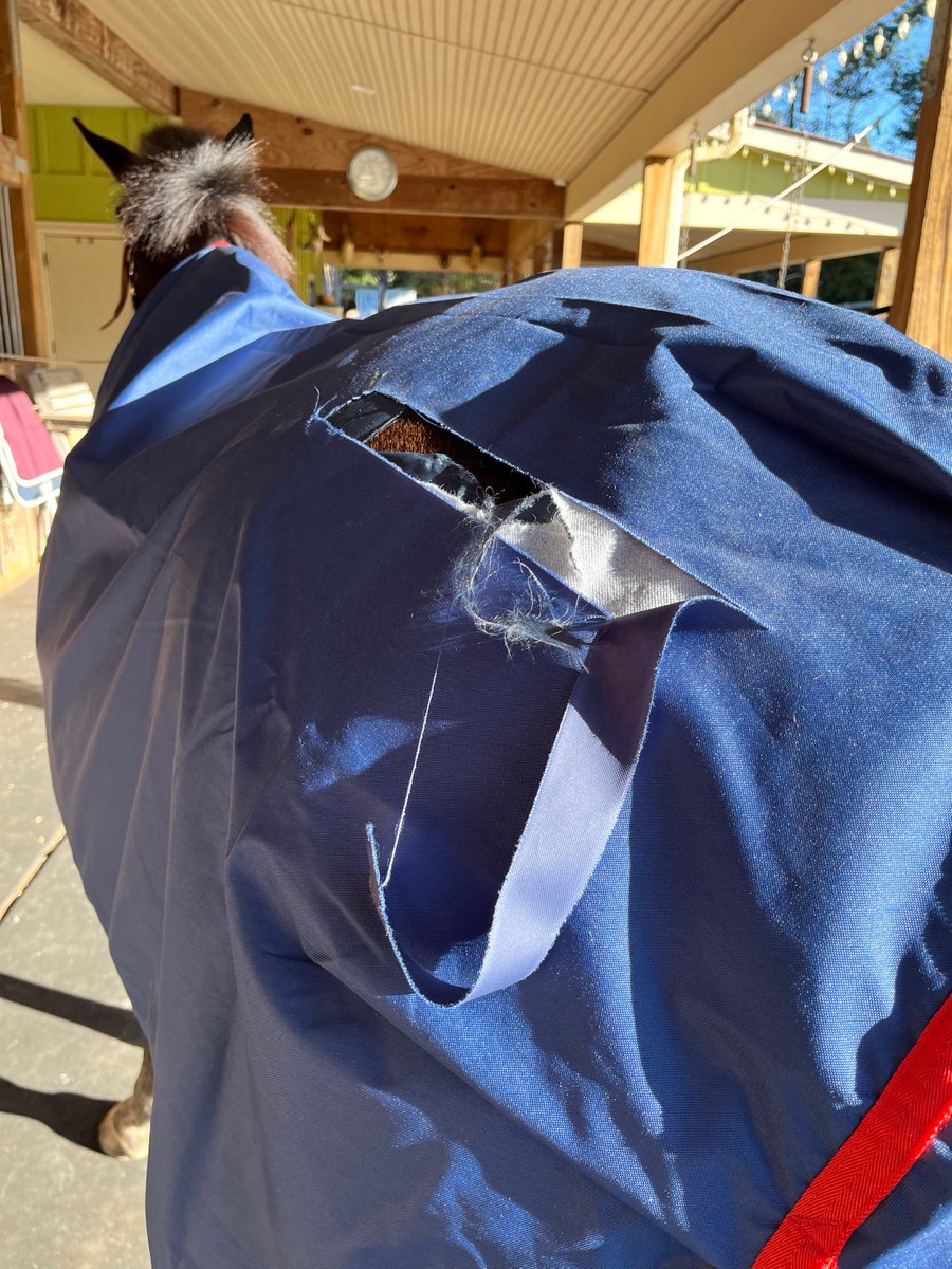 LindseyGCobb's tweet photo. @SmartPak  who do I contact when a brand new Mio sheet from you guys rips within minutes? https://t.co/kSLpwYlwmJ