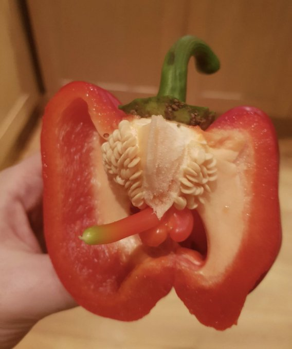 messedupfoods's tweet image. bell pepper (bricked up)