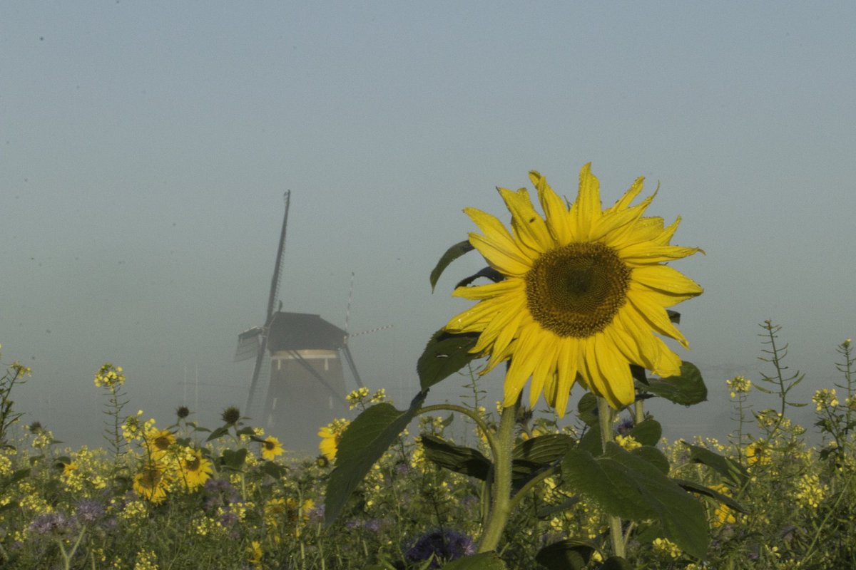 san970's tweet photo. Ochtend met mist @Weerfotoklasse1 @WNLVandaag @helgavanleur @EdAldus @Alpenweerman @NOSWeer @BuienRadarNL https://t.co/KBXH4WF8Y4