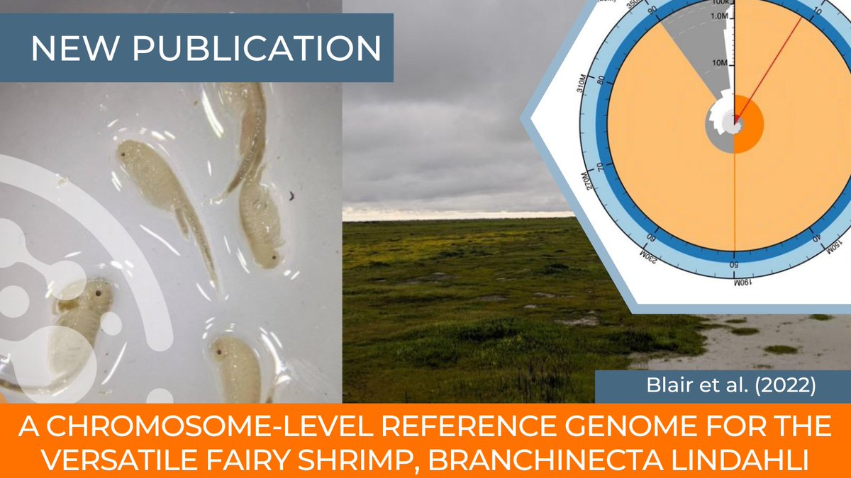 Recent publication uses Proximo Hi-C to create a chromosome-level reference #genome of the Versatile Fairy Shrimp. Congrats Shannon Blair, Joshua Hull, @SchreierAndrea, @MerlyEscalona, @IntrprtngGnmcs, @RMSahasrabudhe, @anmolprems, and team! hubs.la/Q01pZRwc0