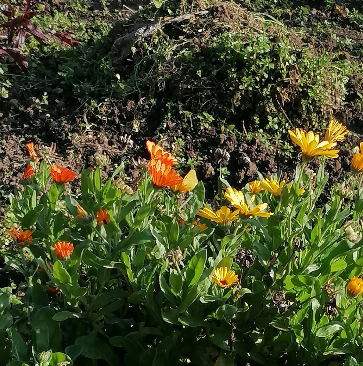 Spotted a clouded yellow on the allotment today! 💛 Only the 2nd I've ever seen in the UK, and just a stones throw away from where I saw my first one 3 years ago!! Terrible record shot on someone else's plot - I better grow some marigolds next year 😂 @EcoRecording @BC_WestMids