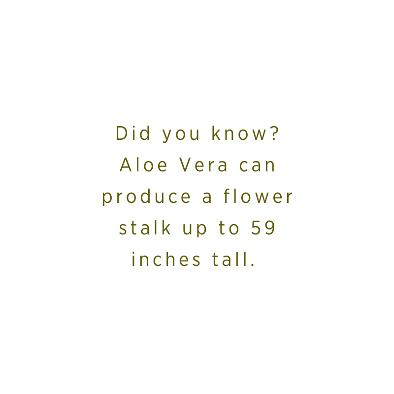 Aloe Vera seldom blooms as a houseplant but when grown outdoors or in a warm greenhouse, it will produce tall stalks of 39-59 inches (100-150 cm) with 1-inch long yellow flowers.

#aloeveraplant #worldsfinestaloe #royalarubaaloe