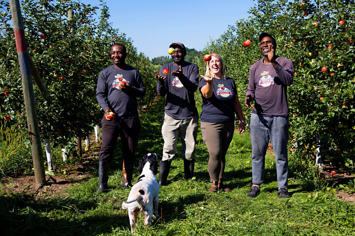 *SMILE* It's apple harvest! 😁🍎😁

📸<a href="/FarmFoodCareON/">Farm & Food Care Ontario</a> 
<a href="/suncrestapples/">Suncrest Orchards</a> 
<a href="/MtaMigrantWrkr/">More than a Migrant Worker</a>