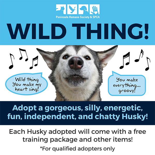 PeninsulaHumane's tweet photo. Wild thing, you make my heart sing! You make everything groovy🎼! Adopt a gorgeous, silly, energetic, fun, independent and chatty husky of your own! Every adopted qualified Husky adoption will include a free training package, and other items. #wildthing #huskylove #adoptahusky https://t.co/KHTbtx0wbh