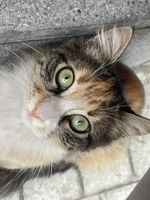 Immensely sad I&rsquo;m probably gonna have to leave my little lady istanbul I don&rsquo;t know what else to do :(