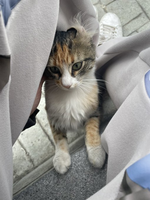 Immensely sad I&rsquo;m probably gonna have to leave my little lady istanbul I don&rsquo;t know what else to do :(