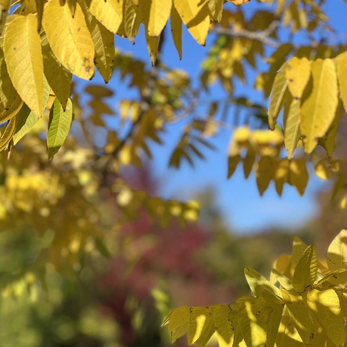 fivearchitects's tweet image. Beautiful Portsmouth, mindful walk for 30 minutes #iphone13 #mindfulness #Autumn #colourphotography #bluesky