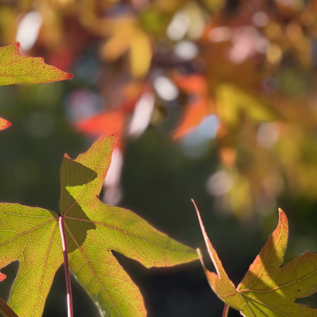 fivearchitects's tweet image. Beautiful Portsmouth, mindful walk for 30 minutes #iphone13 #mindfulness #Autumn #colourphotography #bluesky