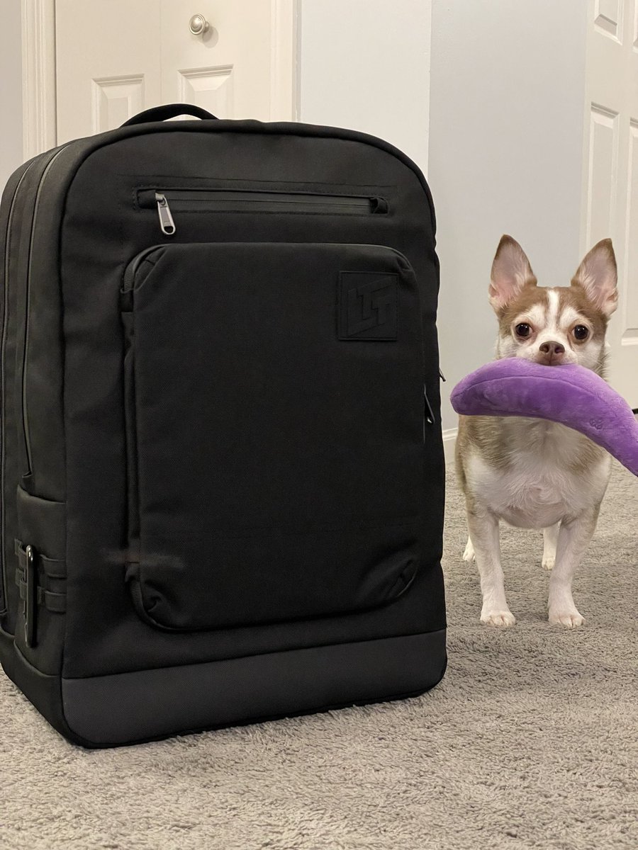 arjames92's tweet photo. Got my @LinusTech backpack today! Chihuahua and banana for scale. https://t.co/DowybwEOQ8