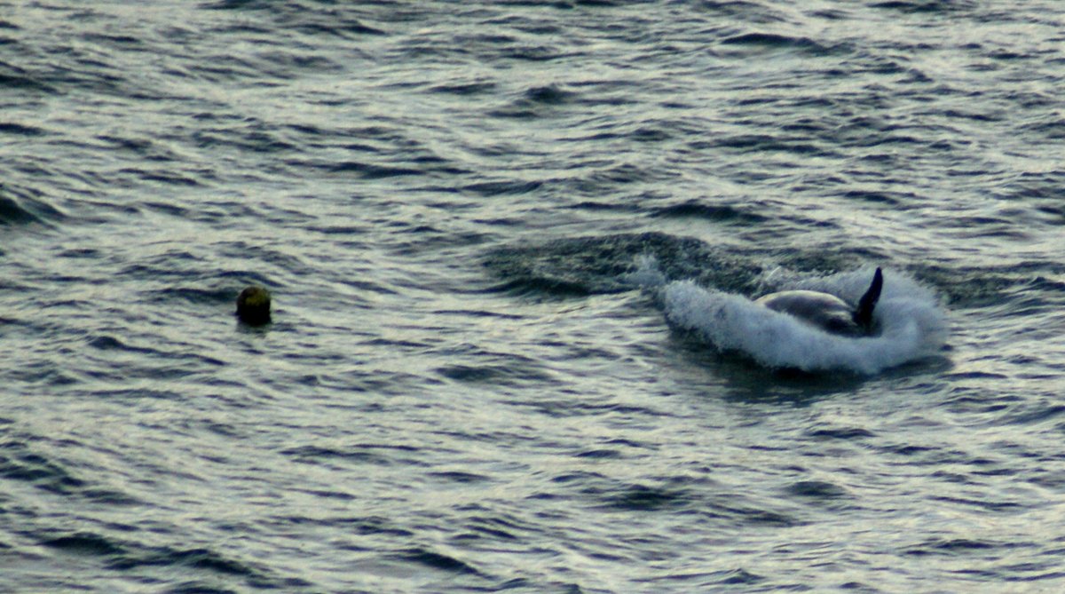 kendie's tweet photo. and a few more ... I noticed the seal had popped up in a couple to take a look at what was happening #pointlynas #rissosdolphins #anglesey #nature #dolphins #pointlynaslighthouse https://t.co/ernsCClGT4