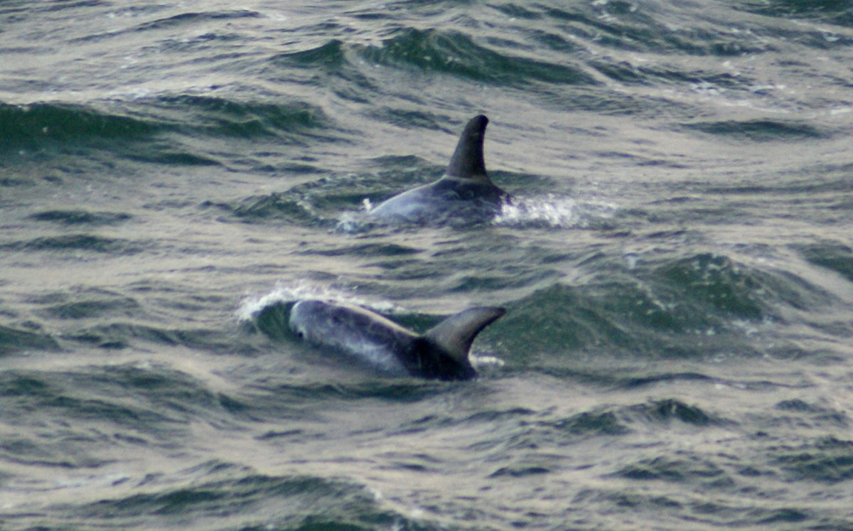 kendie's tweet photo. and a few more ... I noticed the seal had popped up in a couple to take a look at what was happening #pointlynas #rissosdolphins #anglesey #nature #dolphins #pointlynaslighthouse https://t.co/ernsCClGT4