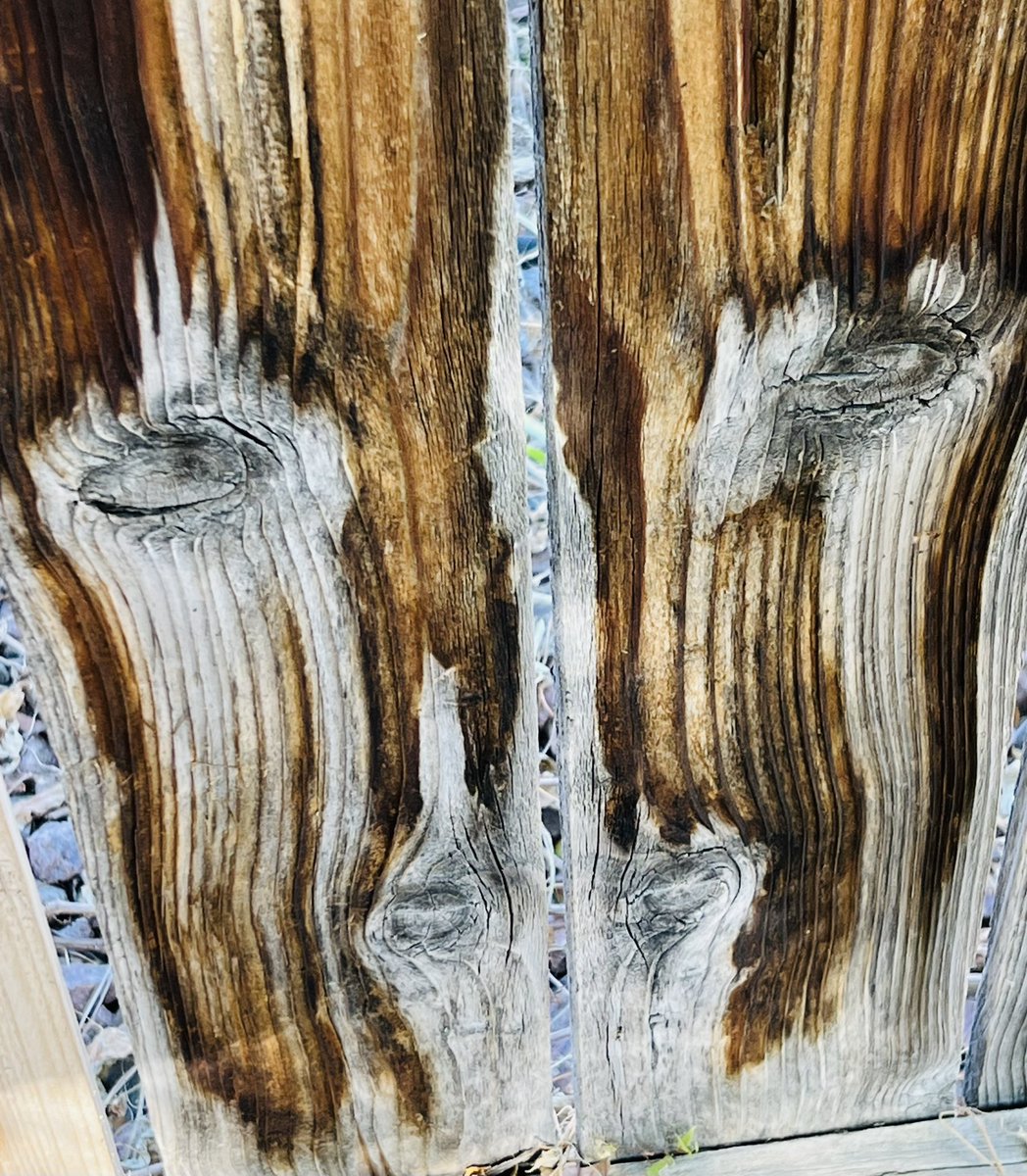 ahvryb's tweet photo. What do you see #photographers Maybe a #horse or #woodburner #stains #creativelook https://t.co/f6etJJb5hg