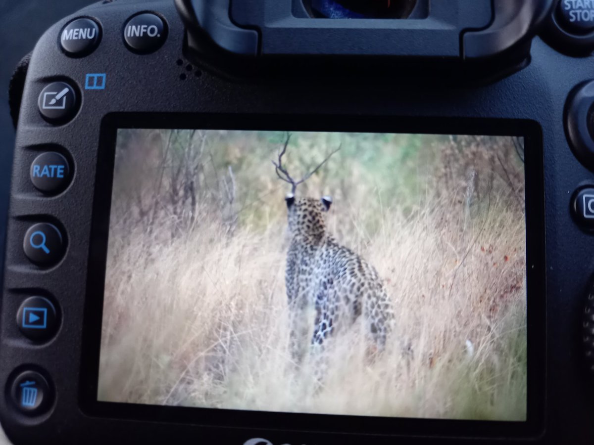 <a href="/FattebertJ/">Julien Fattebert, PhD 🇺🇳🇪🇺🇨🇭</a> For the first time in Pilanesberg I had a proper leopard Tuesday! 😃🐆